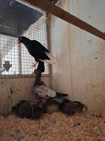 Koppel sierduiven met 2 jongen  beschikbaar voor biedingen