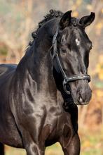 4.5 jarige merrie van Lantanas x diego, Dieren en Toebehoren, Paarden, Merrie, Met stamboom, Dressuurpaard, 3 tot 6 jaar