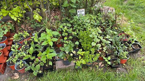 Vaste plantjes - allerlei, Tuin en Terras, Planten | Tuinplanten, Volle zon, Zomer, Ophalen
