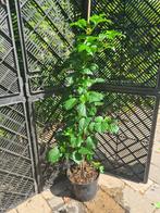 Klimhortensia's 80-100 cm, Vaste plant, Ophalen of Verzenden, Halfschaduw, Klimplanten