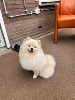 Pomeriaan te koop, Dieren en Toebehoren, Particulier, Keeshond, Reu, Buitenland