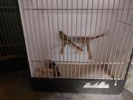 Baardmannetjes, Dieren en Toebehoren, Meerdere dieren, Wildzangvogel, Geringd