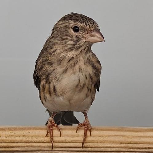 Serinus leucopygius x serinus canaria, Dieren en Toebehoren, Vogels | Overige Vogels, Mannelijk