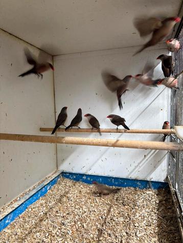 Zaterdagmorgen 1 nov in en verkoop vogels Kampen . beschikbaar voor biedingen