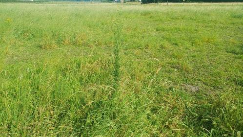 Weidegang voor ruinen aangeboden, Dieren en Toebehoren, Stalling en Weidegang, Weidegang