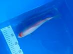 Te koop prachtige Tancho 22 cm, Dieren en Toebehoren, Karper of Koi