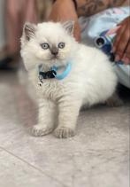 Britse kort haar kittens 2 maar nog over van de 5, Dieren en Toebehoren