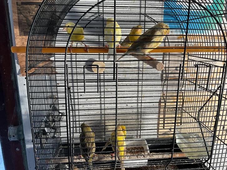 London Fancy kanaries, Dieren en Toebehoren, Vogels | Kanaries, Kleurkanarie, Meerdere dieren