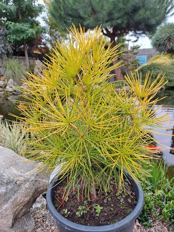 mooie tuinplanten abies,pinus,Acer en Pre bonsai beschikbaar voor biedingen