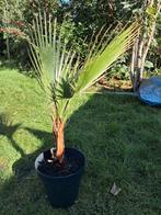 Washingtonia palm Mexicaanse waaierpalm, Volle zon, Vaste plant, Bloeit niet, Ophalen