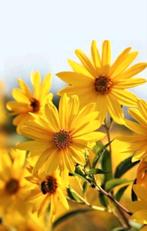 Aardpeerjes grote plant, Ophalen of Verzenden, Overige soorten