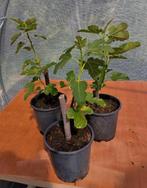Jonge Brown Turkey vijgen planten boom, Tuin en Terras, Ophalen of Verzenden, Overige soorten