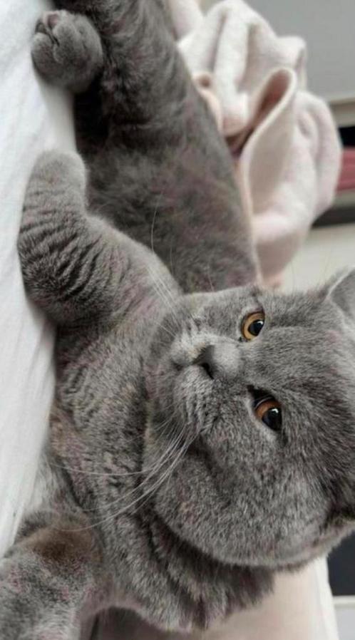 Britse korthaar, Dieren en Toebehoren, Katten en Kittens | Raskatten | Korthaar, Meerdere dieren, 0 tot 2 jaar, Met stamboom, Gechipt