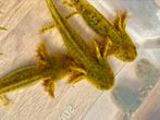 Ambystoma Mexicanum,Axolotl,salamander, Dieren en Toebehoren, Schildpad