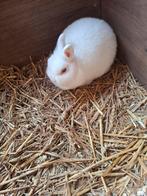 Mooi wit  dwerg konijntje  heeft  blauwe ogen, Vrouwelijk, Dwerg