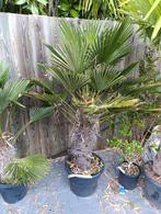 Trachycarpus wagnerianus, Tuin en Terras, Planten | Bomen, Ophalen, Volle zon, Palmboom, Minder dan 100 cm