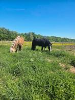 Soest, 24/7 buiten voor koudbloed/pony, Dieren en Toebehoren, Stalling en Weidegang, Weidegang, 2 of 3 paarden of pony's