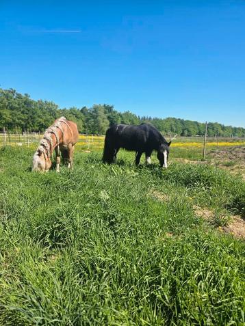 Soest, 24/7 buiten voor koudbloed/pony beschikbaar voor biedingen