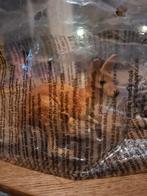 Schleich WILD LIFE Kangoeroe - Nieuw in verpakking!, Ophalen of Verzenden, Nieuw