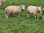 Dekram, Dieren en Toebehoren, Schapen, Geiten en Varkens, Mannelijk, Schaap