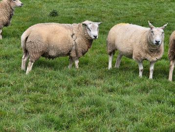 Dekram (biologisch) beschikbaar voor biedingen