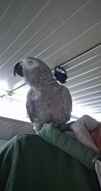 Grijze roodstaart papagaai met kooi, Dieren en Toebehoren, Vogels | Parkieten en Papegaaien, Mannelijk, Papegaai