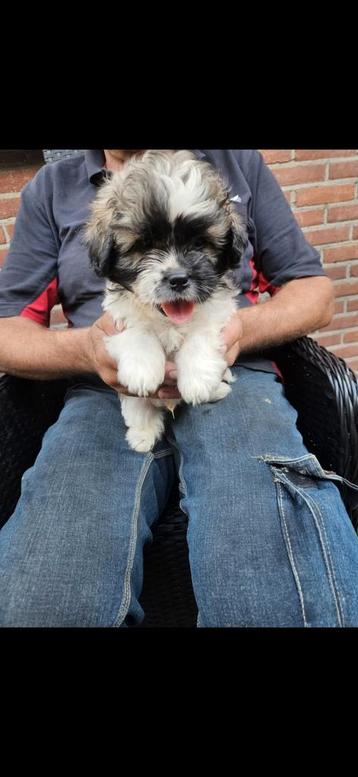 Mooie lieve speelse boomer pups  zijn in huis opgegroeid   beschikbaar voor biedingen