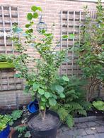 Hazelnoot struik (hazelaar), Ophalen, Lente, Overige soorten, In pot