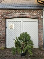 WINTERHARDE CHAMAEROPS HUMILIS & VULCANO PALMBOMEN, In pot, Halfschaduw, Ophalen of Verzenden, 100 tot 250 cm