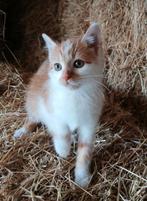Boerderij kitten, Dieren en Toebehoren, Katten en Kittens | Overige Katten, Kater, Kortharig, 0 tot 2 jaar