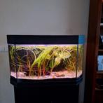 Aquarium, Dieren en Toebehoren, Ophalen