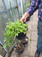 Jiaogulan. Rode bessen, kruisbessen, Tuin en Terras, Planten | Struiken en Hagen, Ophalen of Verzenden, Overige soorten, 100 tot 250 cm