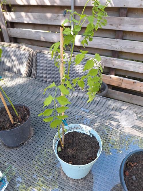 Trompetbloem Klimop - Gele Bloemen, Tuin en Terras, Planten | Tuinplanten, Vaste plant, Klimplanten, Volle zon, Zomer, Ophalen