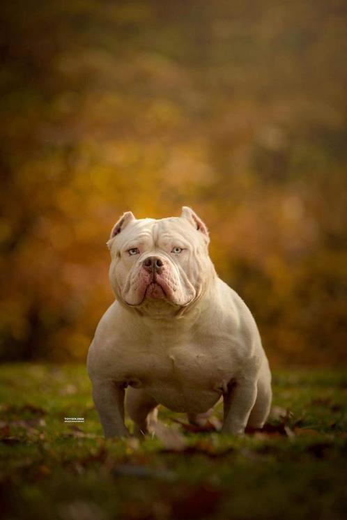 Te koop Dekreuen American Bully, Dieren en Toebehoren, Honden | Dekreuen, Reu, Particulier, Meerdere, Nederland, 3 tot 5 jaar