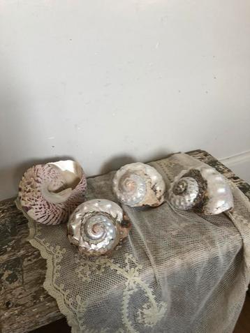 Prachtige schelpen ( 4) beschikbaar voor biedingen