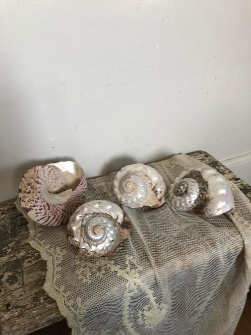 Prachtige schelpen ( 4), Diversen, Kerst, Zo goed als nieuw, Ophalen of Verzenden