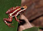 GEZOCHT! Drie kleurige gifkikker (epipedobates tricolor), Ophalen