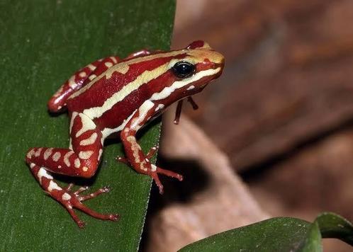 GEZOCHT! Drie kleurige gifkikker (epipedobates tricolor), Dieren en Toebehoren, Reptielen en Amfibieën | Toebehoren, Ophalen