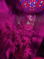 Growbox 40x40x120 cm with Light, Ventilator, and Timer, Ophalen, Zo goed als nieuw