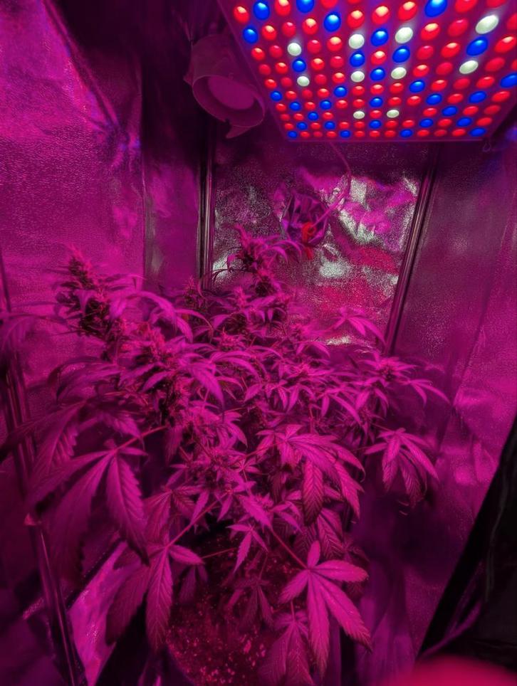 Growbox 40x40x120 cm with Light, Ventilator, and Timer, Tuin en Terras, Overige Tuin en Terras, Zo goed als nieuw, Ophalen