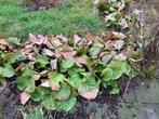 Bergenia of Schoenlappersplant, Tuin en Terras, Bodembedekkers, Vaste plant, Ophalen of Verzenden, Halfschaduw