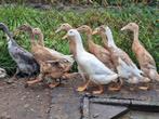 Raszuivere loopeenden paar maanden oud, Dieren en Toebehoren, Pluimvee, Meerdere dieren, Eend
