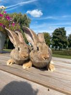 Vlaamse reus, Dieren en Toebehoren, Konijnen, Mannelijk, Groot, 0 tot 2 jaar