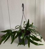 Microsorum Diversifolium, echte plant inclusief hangpot., Huis en Inrichting, Overige soorten, In pot, Minder dan 100 cm, Groene kamerplant