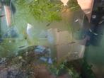 Veel jonge guppen, Dieren en Toebehoren, Vissen | Aquariumvissen, Vis