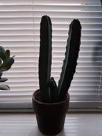 Cactus, ca 26 cm hoog (excl. pot)., Ophalen, Cactus, Minder dan 100 cm