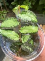 Terrariumplant Pellionia repens, Huis en Inrichting, Kamerplanten, Ophalen of Verzenden, Overige soorten, Minder dan 100 cm