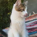 Milo, een lief langharig, Noorse Boskat kitten te koop♡, Dieren en Toebehoren, Meerdere dieren, Ontwormd, 0 tot 2 jaar