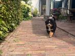 Berner Sennen pup, Dieren en Toebehoren, Honden | Niet-rashonden, Rabiës (hondsdolheid), Reu, 8 tot 15 weken, Groot