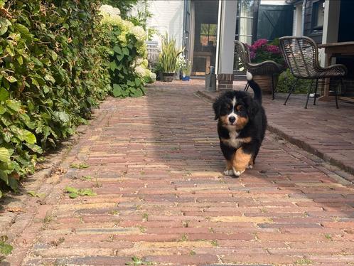 Berner Sennen pup, Dieren en Toebehoren, Honden | Niet-rashonden, Groot, Reu, Particulier, Eén hond, Nederland, 8 tot 15 weken